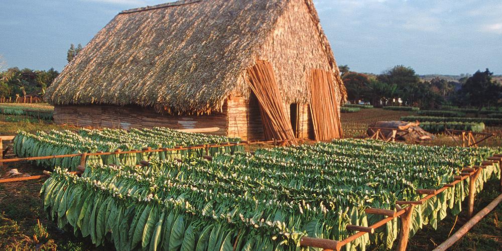 Plantación de tabaco