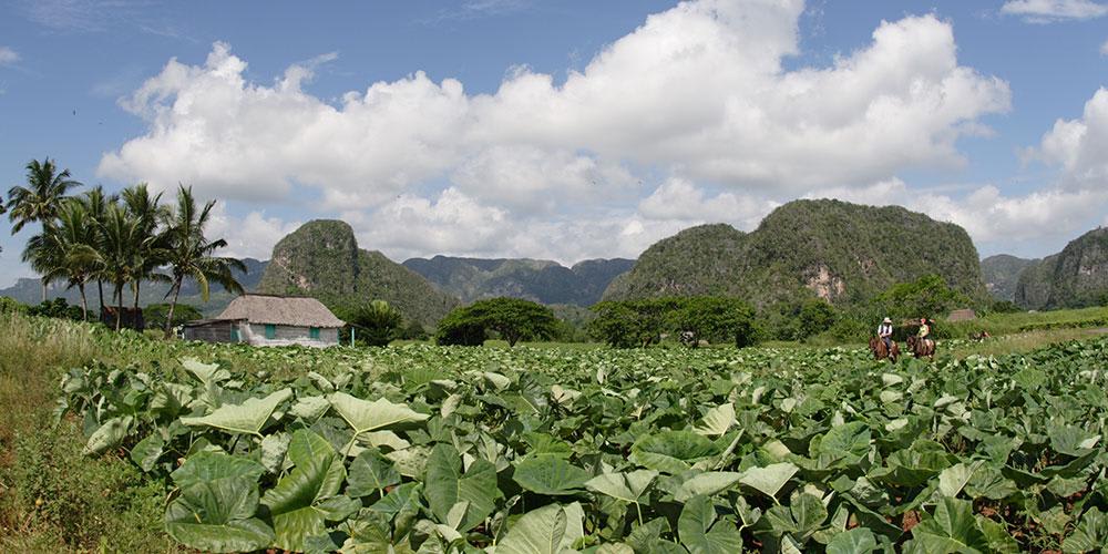 Plantaciones de Tabaco