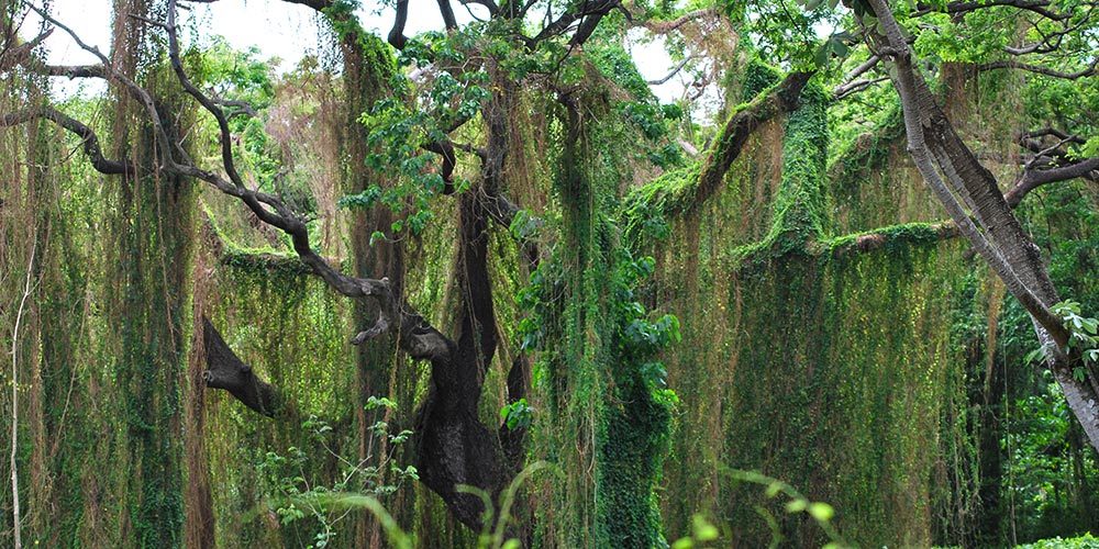 Bosque de La Habana