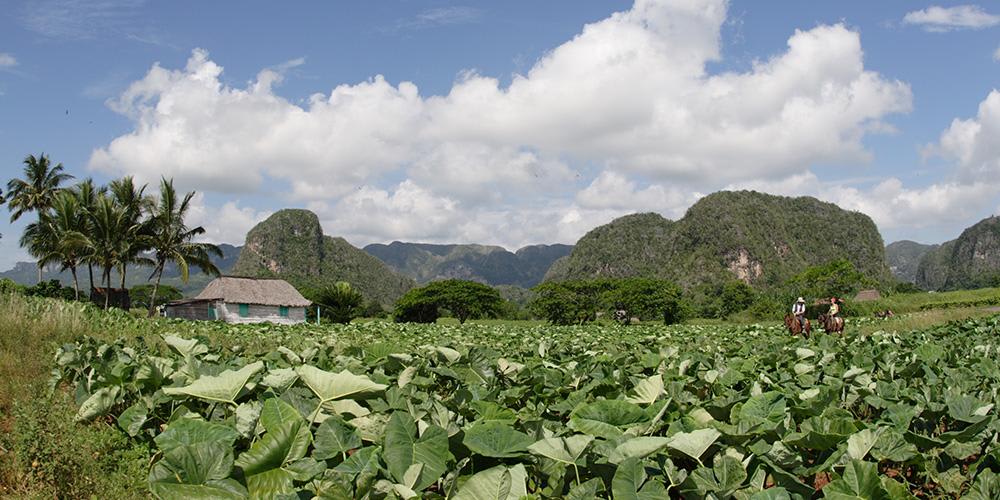 Plantaciones de tabaco