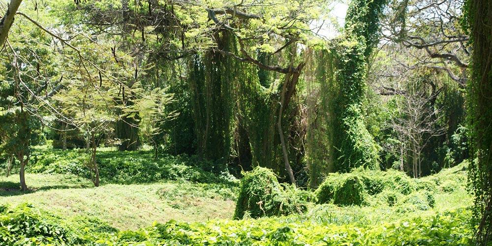 Bosque de La Habana