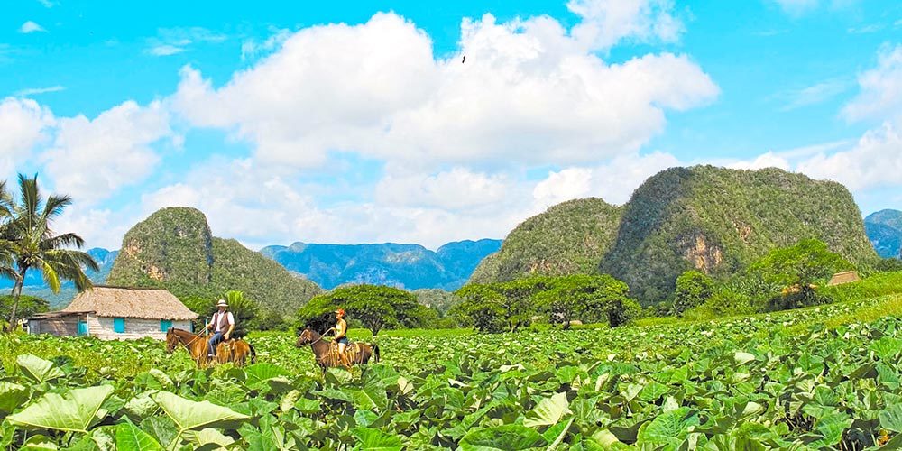 Tobacco plantations