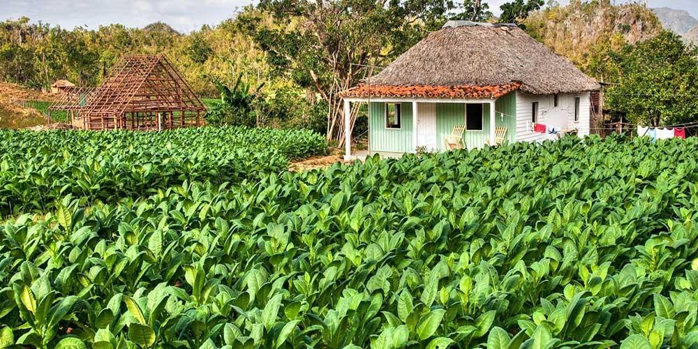 Tobacco plantations